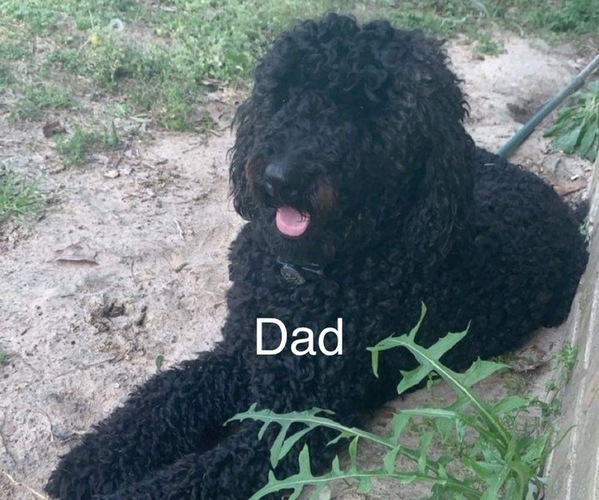 Medium Photo #1 Goldendoodle Puppy For Sale in HUGHES SPRINGS, TX, USA