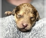 Small Photo #27 Goldendoodle Puppy For Sale in HOWARD CITY, MI, USA