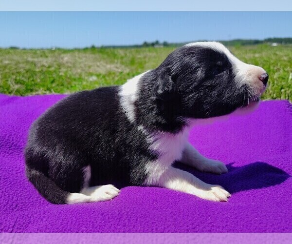 Medium Photo #117 Border Collie Puppy For Sale in NORBORNE, MO, USA