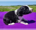 Small Photo #117 Border Collie Puppy For Sale in NORBORNE, MO, USA