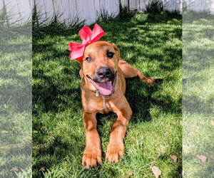 Artie Marie - Female Mutt Dog for Adoption - Photo #9