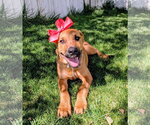 Small Photo #9 Mutt Puppy For Sale in Sandy, UT, USA