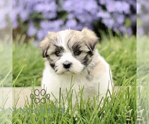 Zuchon Puppy for sale in RONKS, PA, USA