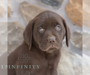 Labrador Retriever Puppy for sale in MIFFLINTOWN, PA, USA