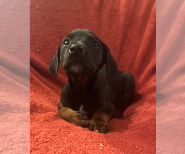 Medium Photo #2 Doberman Pinscher-Unknown Mix Puppy For Sale in Pottstown, PA, USA