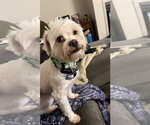 Small #1 Maltipoo (Miniature)