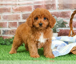 Small #3 Cavapoo (Miniature)