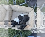 Small Schnauzer (Miniature)