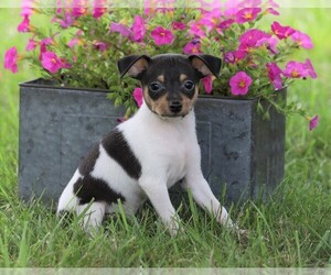 Fox Terrier (Toy) Puppy for sale in FREDERICKSBG, OH, USA