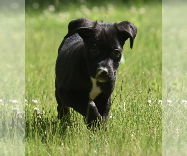 Medium Photo #9 Shepweiller Puppy For Sale in Mechanicsburg, PA, USA