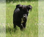 Small #8 Shepweiller