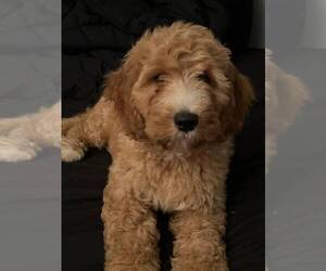 Goldendoodle Puppy for sale in CRESTHILL, IL, USA