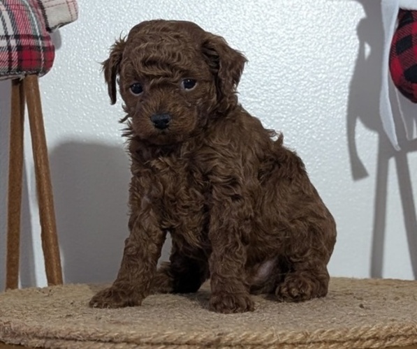 Medium Photo #13 Poodle (Miniature) Puppy For Sale in GOSHEN, IN, USA