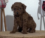 Small Photo #13 Poodle (Miniature) Puppy For Sale in GOSHEN, IN, USA