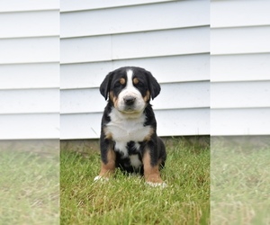 Greater Swiss Mountain Dog Puppy for sale in BELLEFONTE, PA, USA