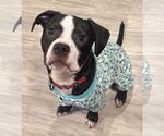 Small #1 Boxer Mix