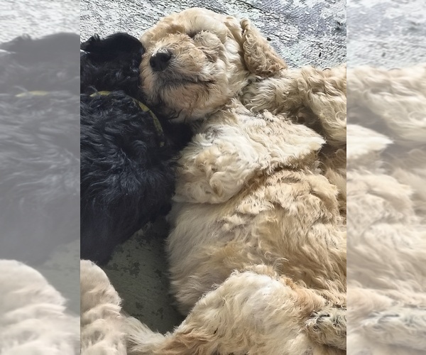 Medium Photo #6 Poodle (Standard) Puppy For Sale in WINCHESTER, TN, USA