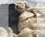 Small Photo #28 Poodle (Standard) Puppy For Sale in WINCHESTER, TN, USA