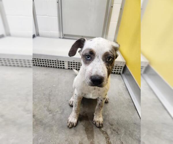 Medium Photo #1 Catahoula Leopard Dog-Unknown Mix Puppy For Sale in Temple, TX, USA