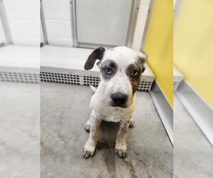 Catahoula Leopard Dog-Unknown Mix Dogs for adoption in Temple, TX, USA