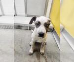 Small Catahoula Leopard Dog Mix