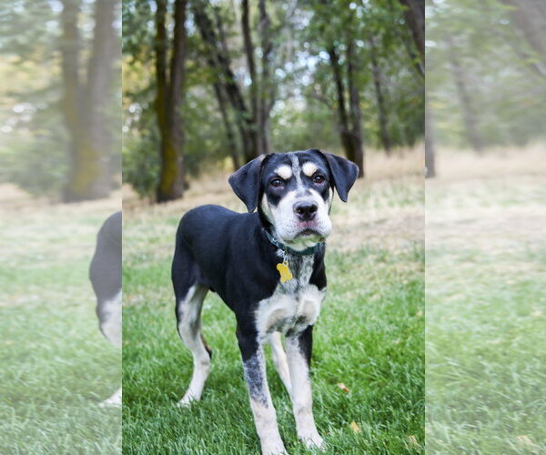 Medium Photo #9 Mutt Puppy For Sale in Sandy, UT, USA
