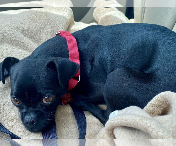 Medium Photo #7 Chug Puppy For Sale in San Diego, CA, USA