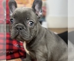 Small Photo #8 French Bulldog Puppy For Sale in BROOKLYN, NY, USA