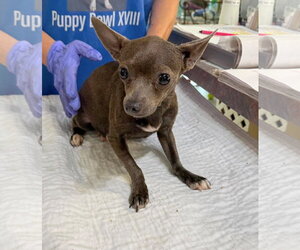 Chihuahua Dogs for adoption in Benton, LA, USA