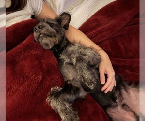 Miniature Schnauzer-Unknown Mix Dogs for adoption in Lenoir, NC, USA