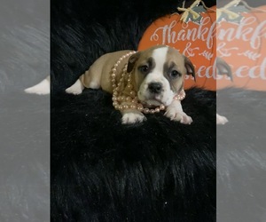 Olde English Bulldogge Puppy for sale in BEECH GROVE, IN, USA