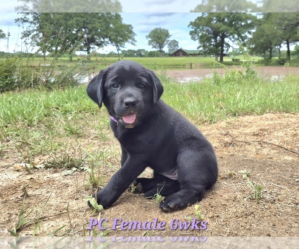 Medium Photo #2 Labrador Retriever Puppy For Sale in EDGEWOOD, TX, USA