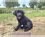 Small #1 Labrador Retriever