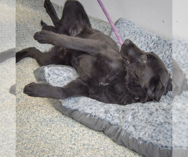 Medium Photo #6 Rottweiler-Unknown Mix Puppy For Sale in Huntley, IL, USA