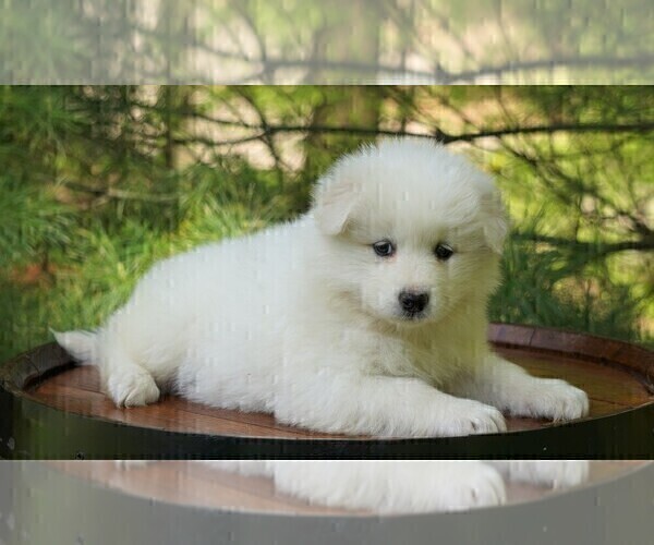 Medium Photo #3 Samoyed Puppy For Sale in FREDERICKSBURG, OH, USA