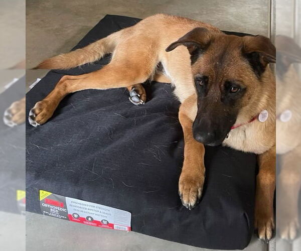 Medium Photo #2 German Shepherd Dog-Unknown Mix Puppy For Sale in Dana Point, CA, USA