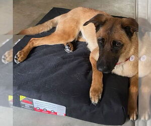 Roxie - Female German Shepherd Dog-Unknown Mix Dog for Adoption - Photo #2