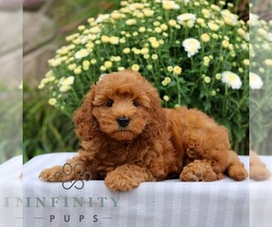 Goldendoodle (Miniature) Puppy for sale in EAST EARL, PA, USA