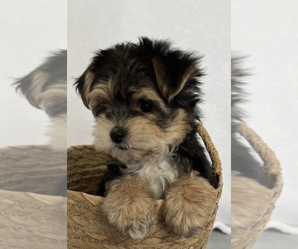 Medium Photo #3 Morkie Puppy For Sale in CORNERSVILLE, TN, USA