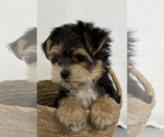 Small Photo #3 Morkie Puppy For Sale in CORNERSVILLE, TN, USA