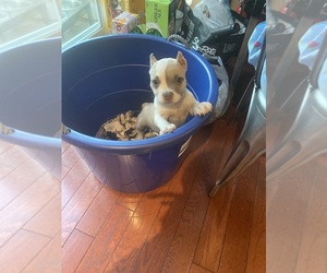 American Bully Puppy for Sale in GWYNN OAK, Maryland USA