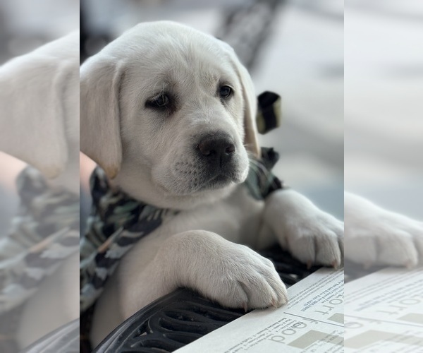 Medium Photo #1 Labrador Retriever Puppy For Sale in GREER, SC, USA