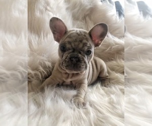 Medium French Bulldog