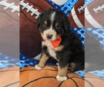 Small Photo #4 Greater Swiss Mountain Dog Puppy For Sale in AIRVILLE, PA, USA