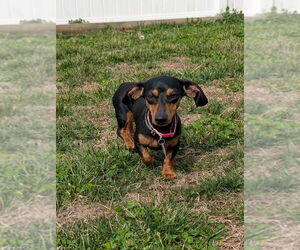 Dachshund Dogs for adoption in Shelbyville, TN, USA