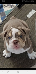 English Bulldog Puppy for sale in DUNNELLON, FL, USA