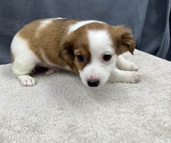Medium Photo #21 Chiweenie Puppy For Sale in SAINT AUGUSTINE, FL, USA