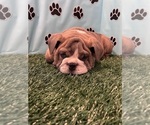 Small Photo #4 Bulldog Puppy For Sale in BOWLING GREEN, KY, USA