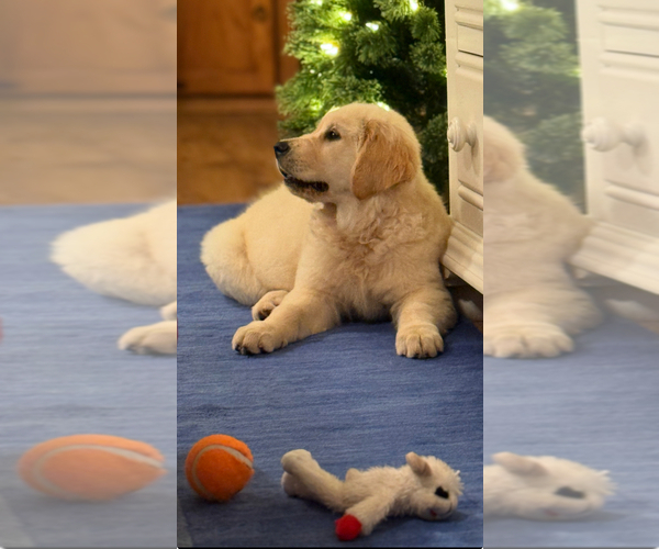 Medium Photo #3 English Cream Golden Retriever Puppy For Sale in DAWSONVILLE, GA, USA