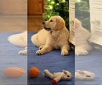 Small #2 English Cream Golden Retriever